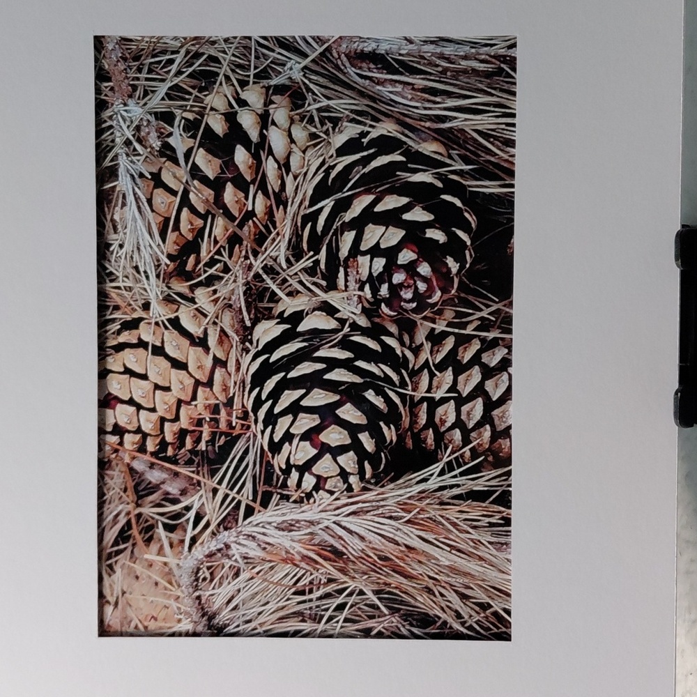 Rustic Pine Cone Art Photo By Jack E. Stiddard 5x7/8x10 Mat - Picture 5 of 6